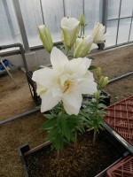 [4376 Snowboard JW No01.JPG]